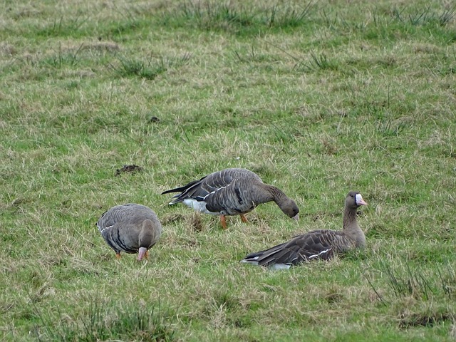 老年人口比 老年人口比